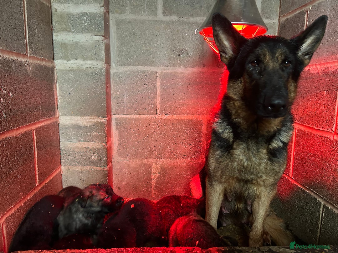 Mixed Breed dogs for sale: German shepherd cross Caucasian Shepherd kangal - Advert 12