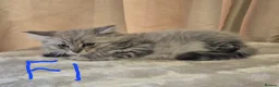 Maine Coon cats for sale: Maine coon kittens - Advert 3