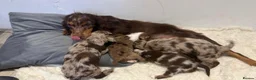 Cockapoo dogs for sale: 4 beautiful cocker-poo pups in Blackwood - Advert 7