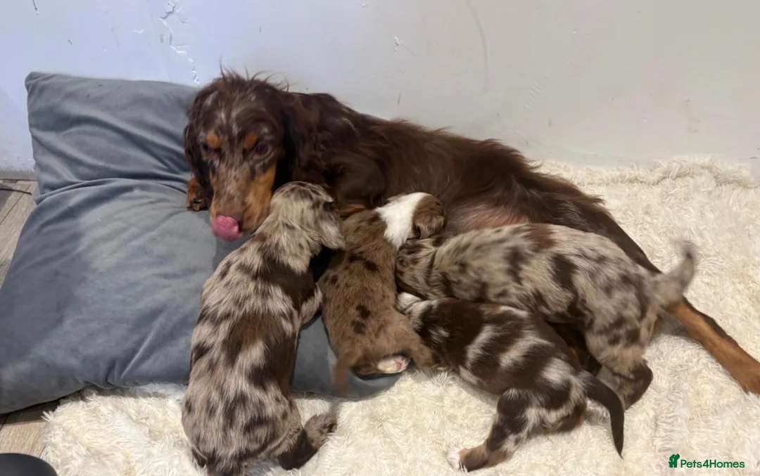 Cockapoo dogs for sale: 4 beautiful cocker-poo pups in Blackwood - Advert 7