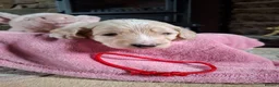 Cockapoo dogs for sale: Beautiful Cockapoo Puppies For Sale  in Leyland - Advert 33