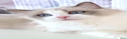 Ragdoll cats for sale: INDOOR FULL PEDIGREE 4 YEARS RAGDOLL FEMALE CAT - Advert 18