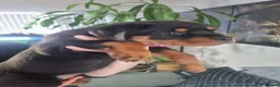 Rottweiler dogs for sale: Stunning Kc reg rottweiler puppies  - Advert 4