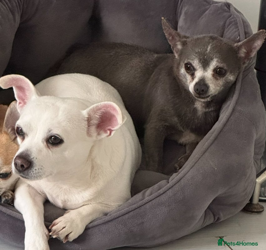 Mixed Breed dogs 3/4 chihuahua puppies  - Advert 1