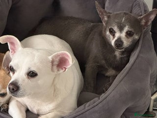 Mixed Breed dogs 3/4 chihuahua puppies - Advert 1