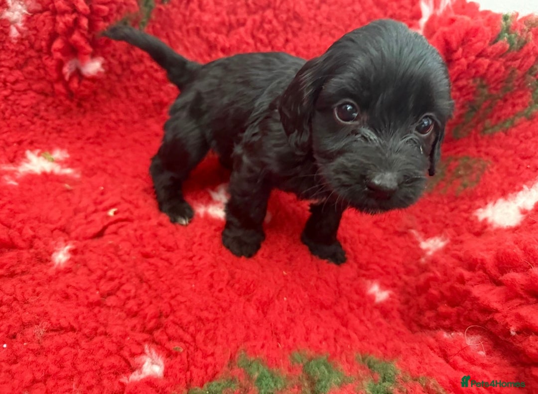 Labradoodle dogs for sale: F1 labradoodle puppy’s  - Advert 3