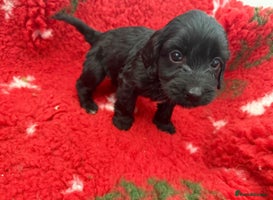 Labradoodle dogs - Advert 24