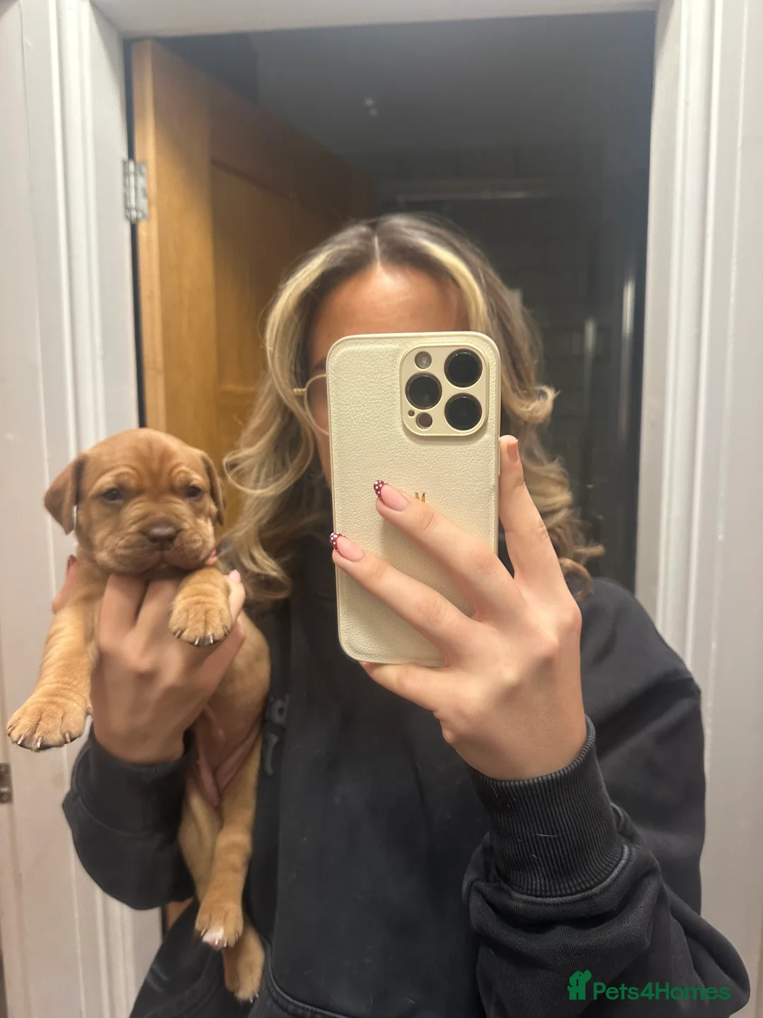 Dogue De Bordeaux dogs for sale: CHAMPION BLOODLINE chunky Dogue de Bordeaux Pup - Advert 34