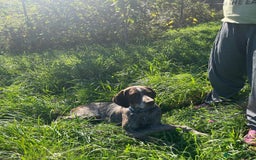 German Shorthaired Pointer dogs for adoption: Yaco  - Image 3