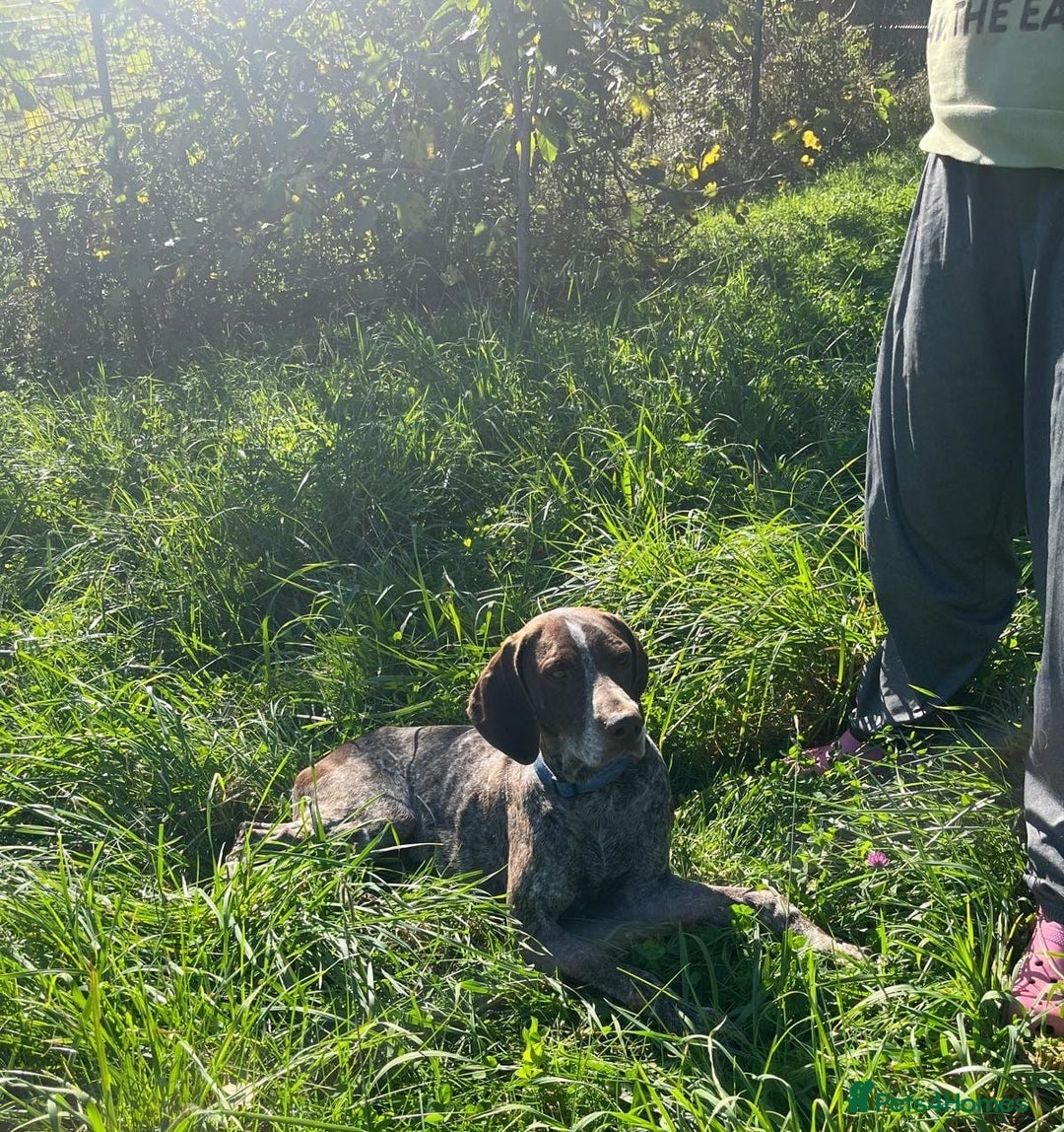 German Shorthaired Pointer dogs for adoption: Yaco  - Image 3