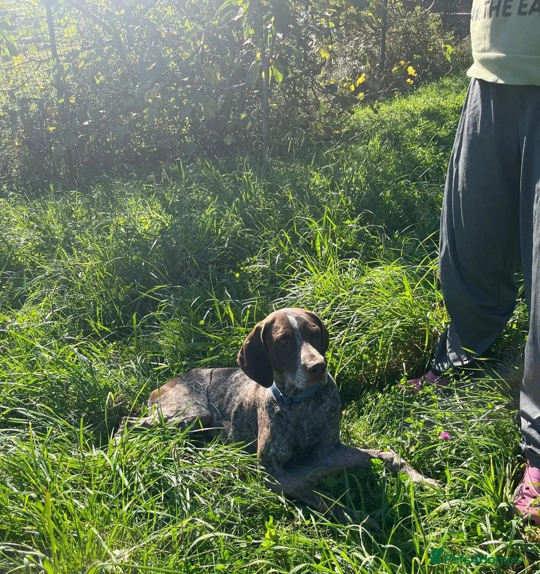 German Shorthaired Pointer dogs for adoption: Yaco  - Advert 3