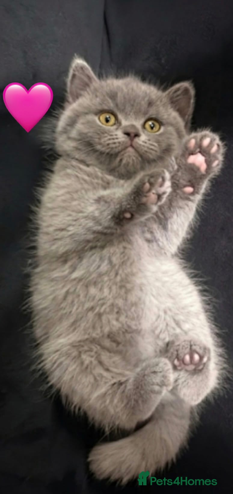 British Shorthair cats British Shorthair Kittens - Advert 2