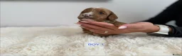 Cockapoo dogs for sale: Say Hello To Our Most Adorable Cockapoo Puppies - Advert 15