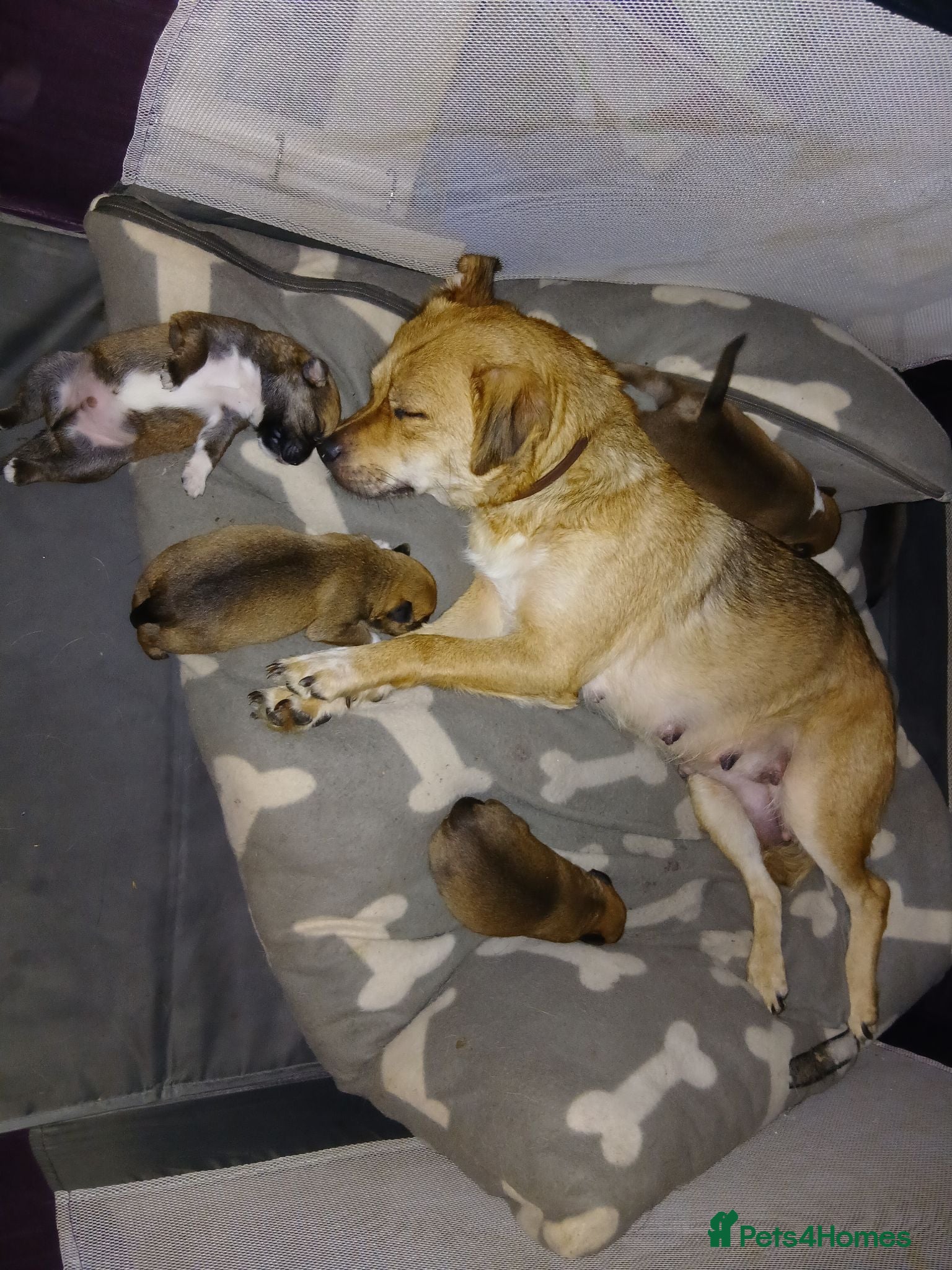 Mixed Breed dogs Beautiful playfull puppies for sale - Advert 5