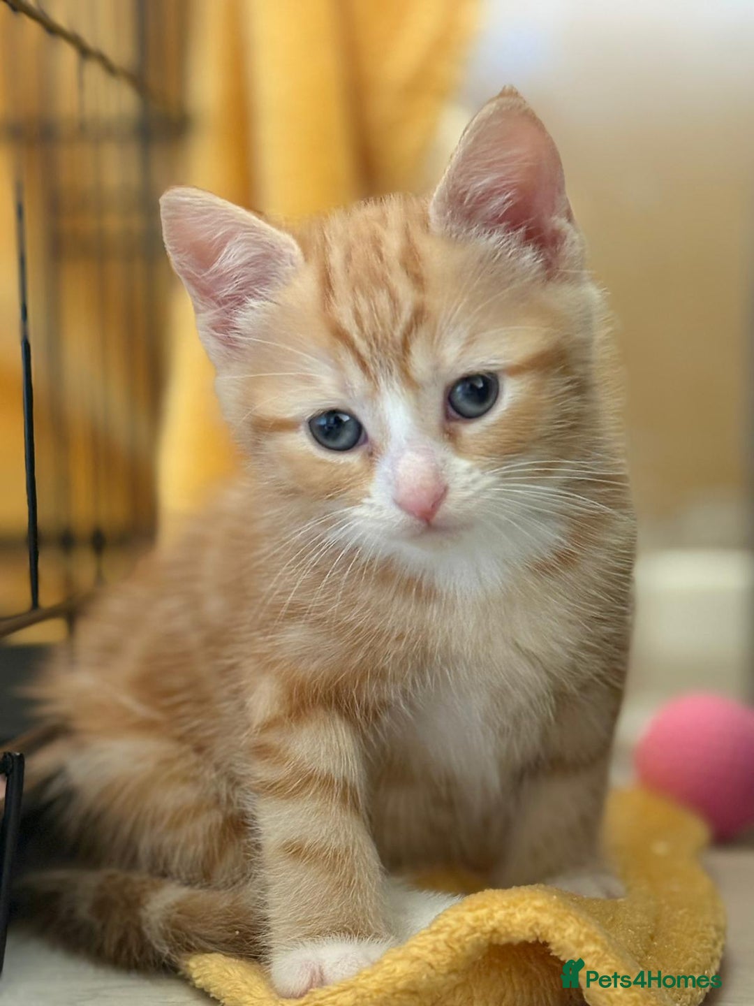 Domestic Shorthair cats for adoption: -Adopt from Cats in Crisis East London  - Image 1