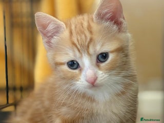 Domestic Shorthair cats - Advert 18