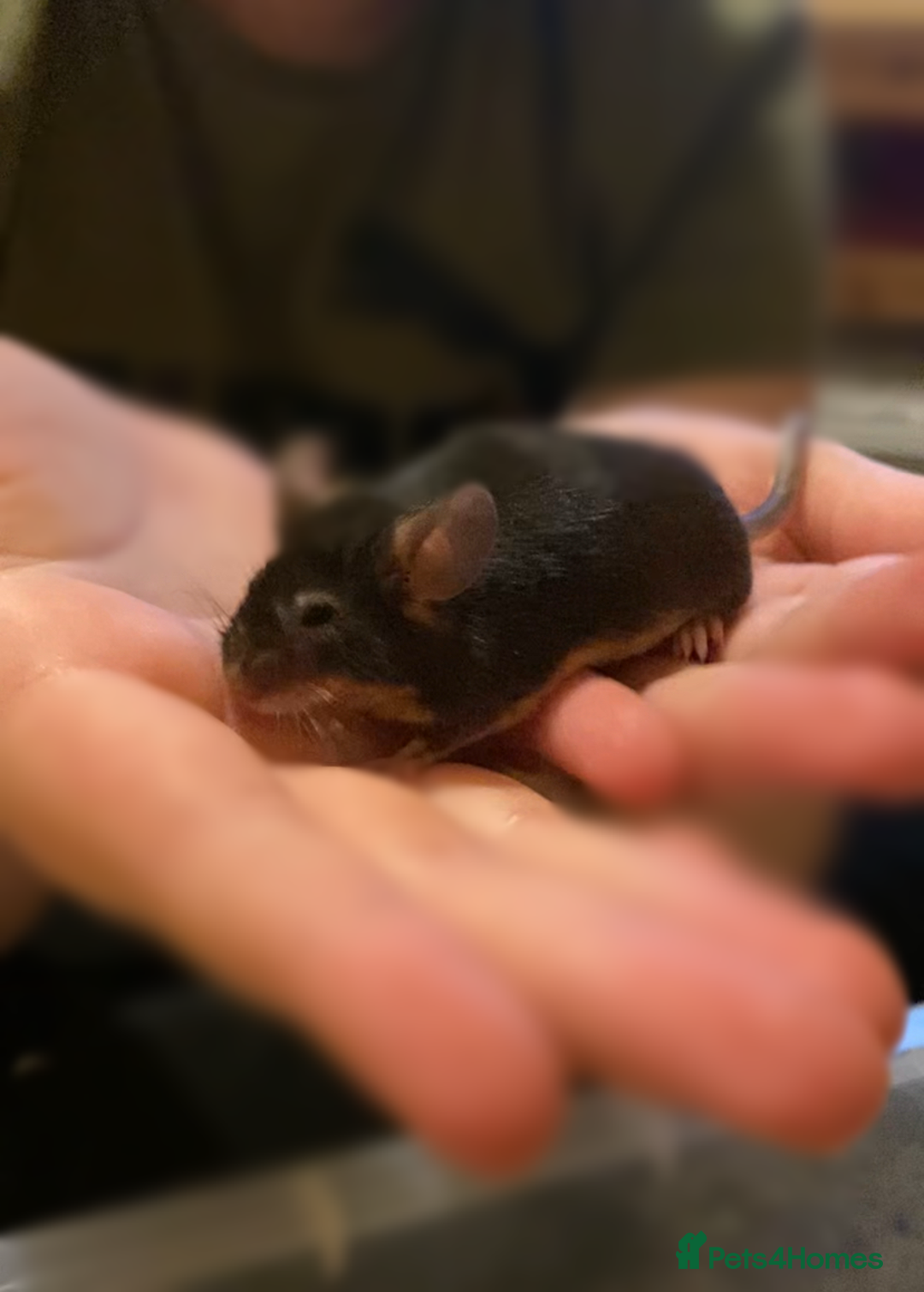 Mouse rodents for sale: Fancy Mice - Image 3