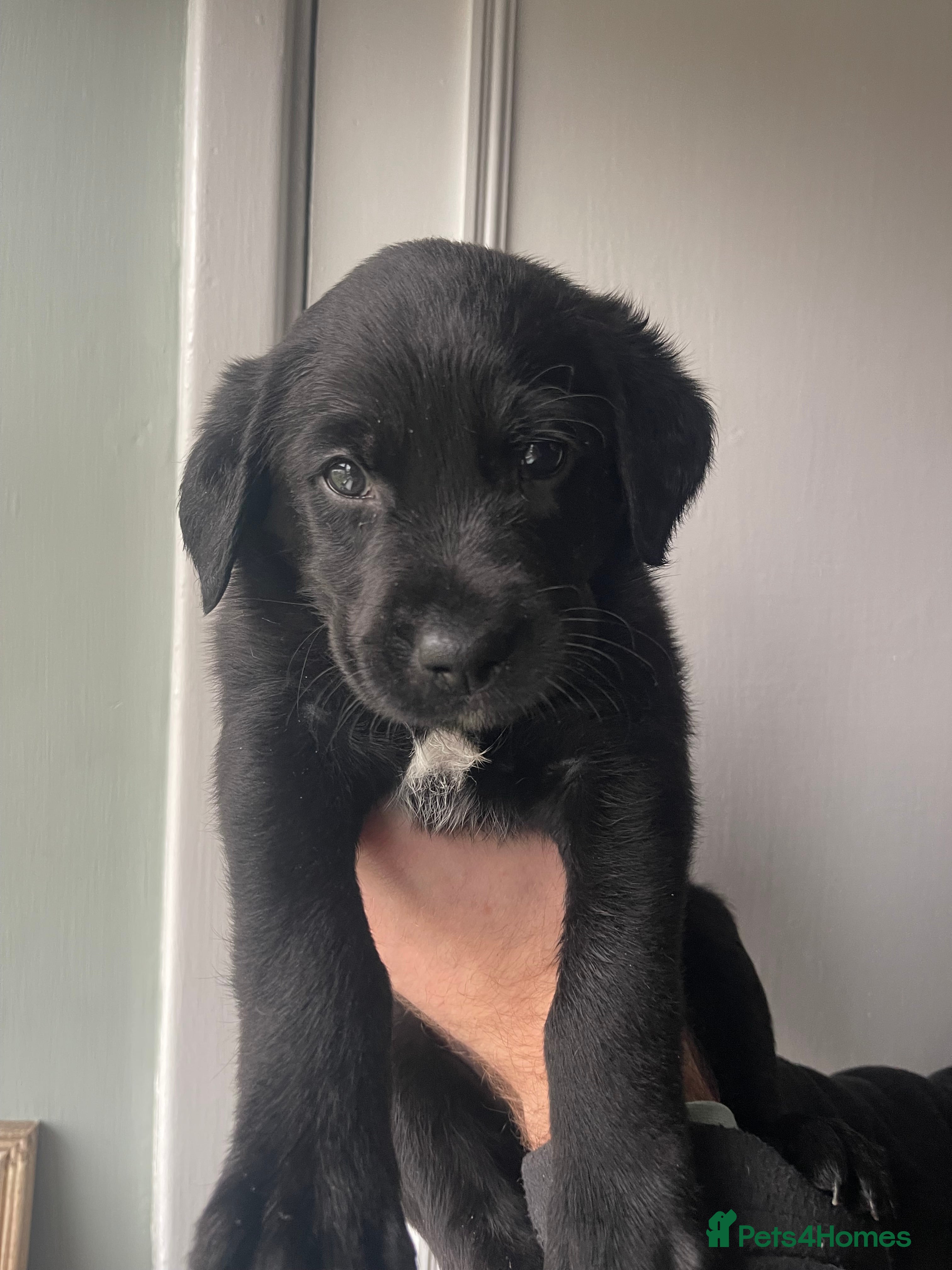 Mixed Breed dogs Labrador Retriever x Podenco Puppies - Advert 9