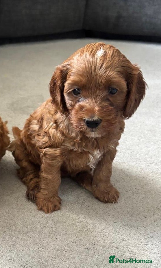 Cockapoo dogs FINAL 2! F2 Toy cockapoo -1 boy & 1 Girl - Advert 2