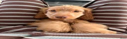 Cocker Spaniel dogs for sale: Kc reg show cocker spaniel male and female  - Advert 3