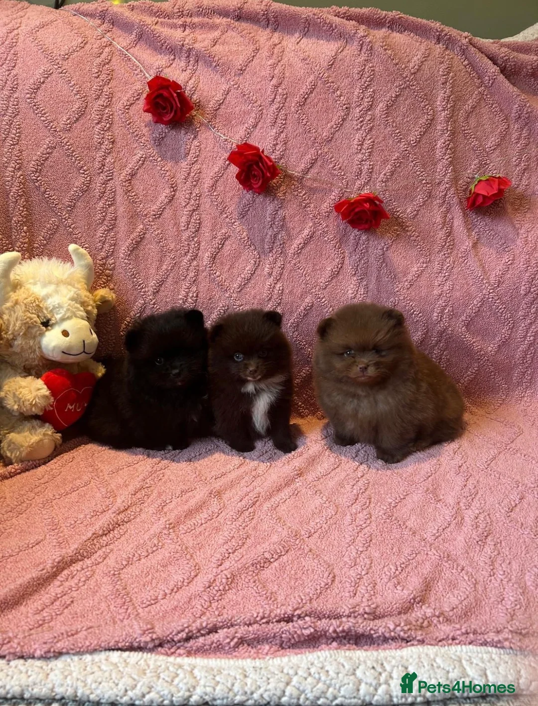 Pomeranian dogs for sale: Beautiful Pomeranian Puppies 🐶 Ready Mothers Day - Advert 1