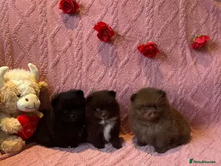 Pomeranian dogs Beautiful Pomeranian Puppies 🐶 Ready Mothers Day - Advert 6