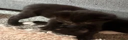 Maine Coon cats for sale: Quarter Maine coon kittens - Advert 3