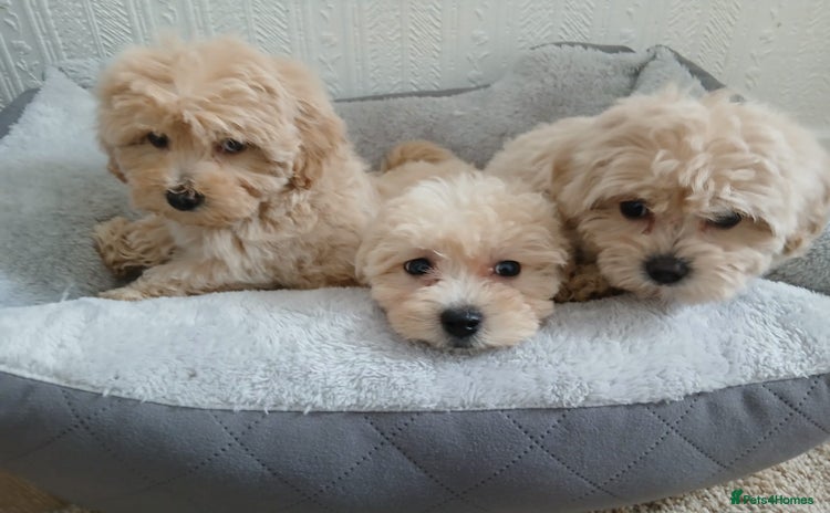 Maltipoo dogs - Advert 8
