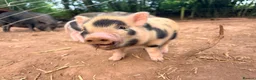 Pig livestock for sale: 1 x kunekune x boar and 3 kunekune x male piglets in Abergavenny - Advert 4