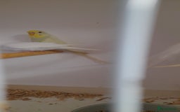 Budgerigars birds for sale: Budgies for sale - Image 8