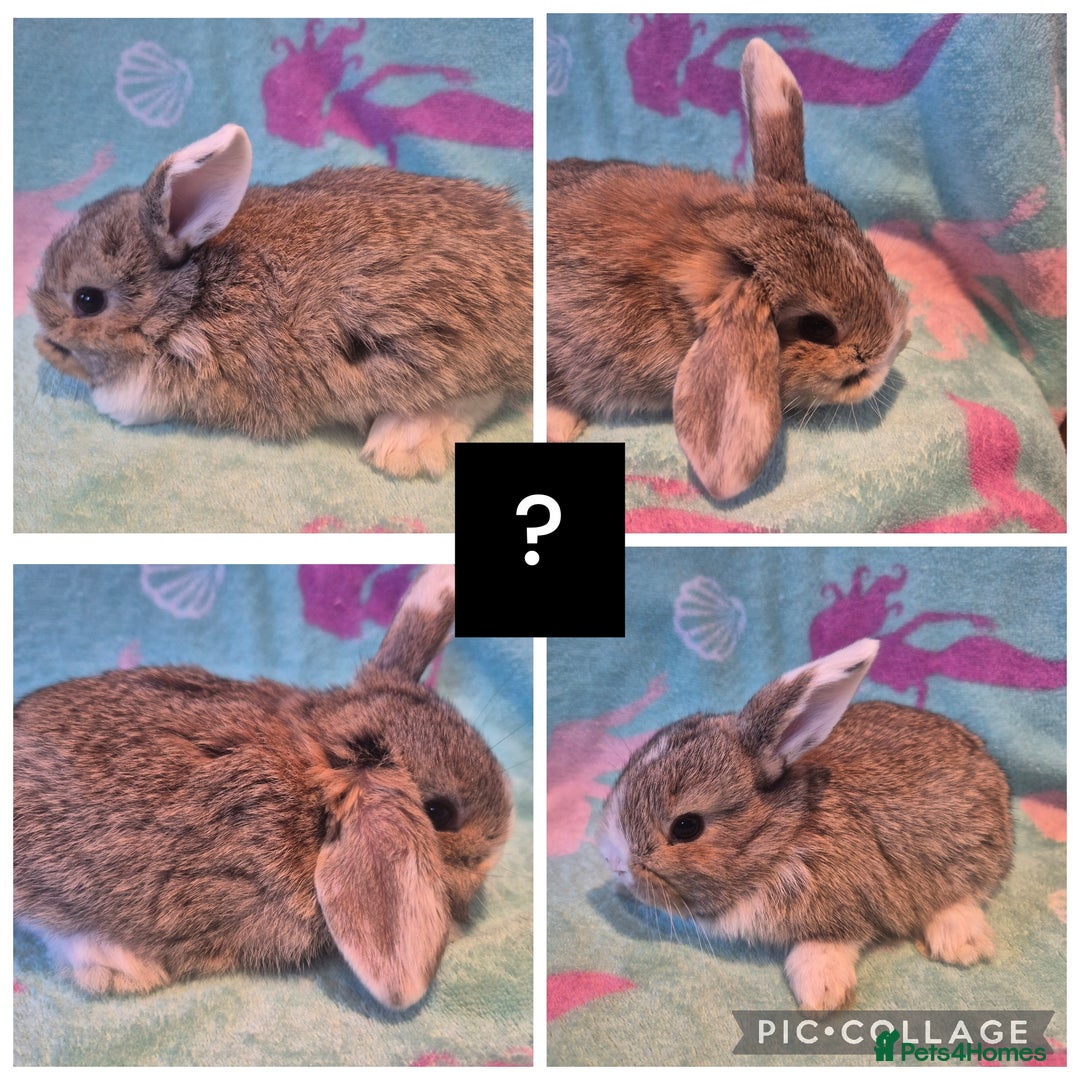 Mini Lop rabbits for sale: Beautiful litter of 10 mini lops - Advert 7