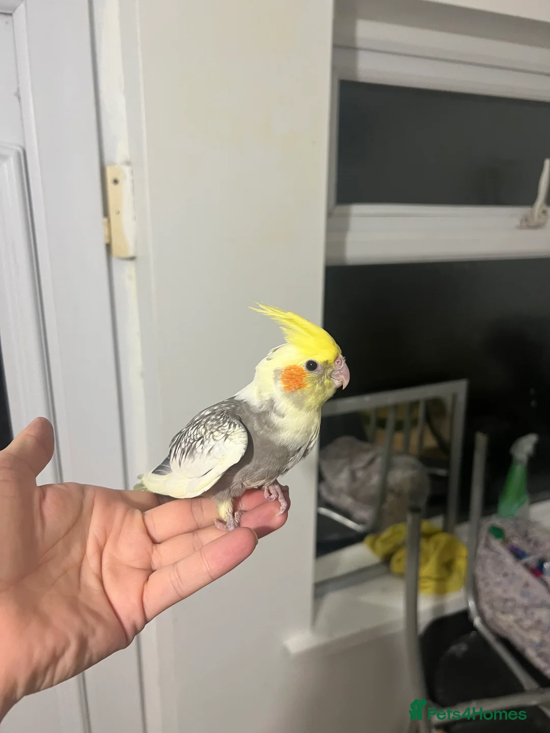 Cockatiels birds for sale: Baby Cockatiels  - Advert 7