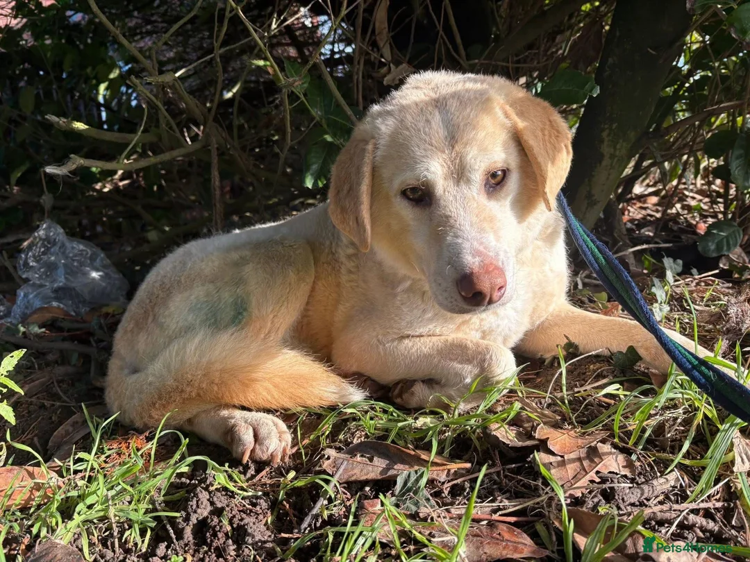 Golden Retriever dogs for adoption: Ralph - Norwich Norfolk  - Advert 3