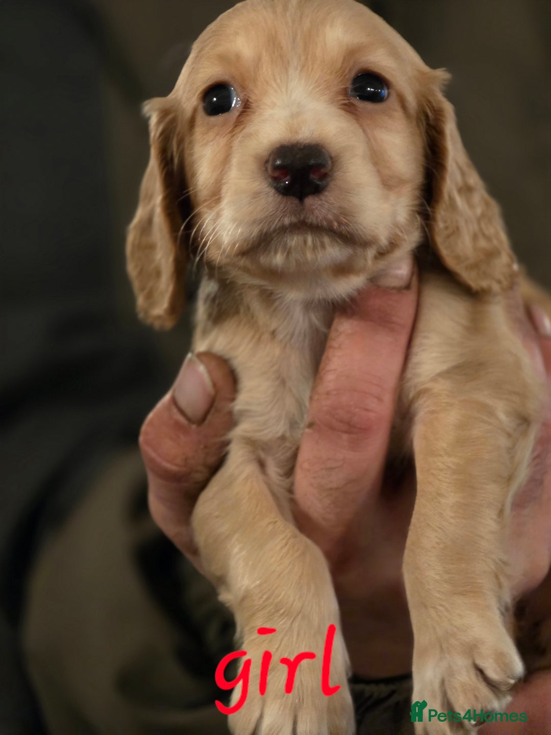Cocker Spaniel dogs for sale: A stunning litter of cocker spaniel puppies  - Advert 4