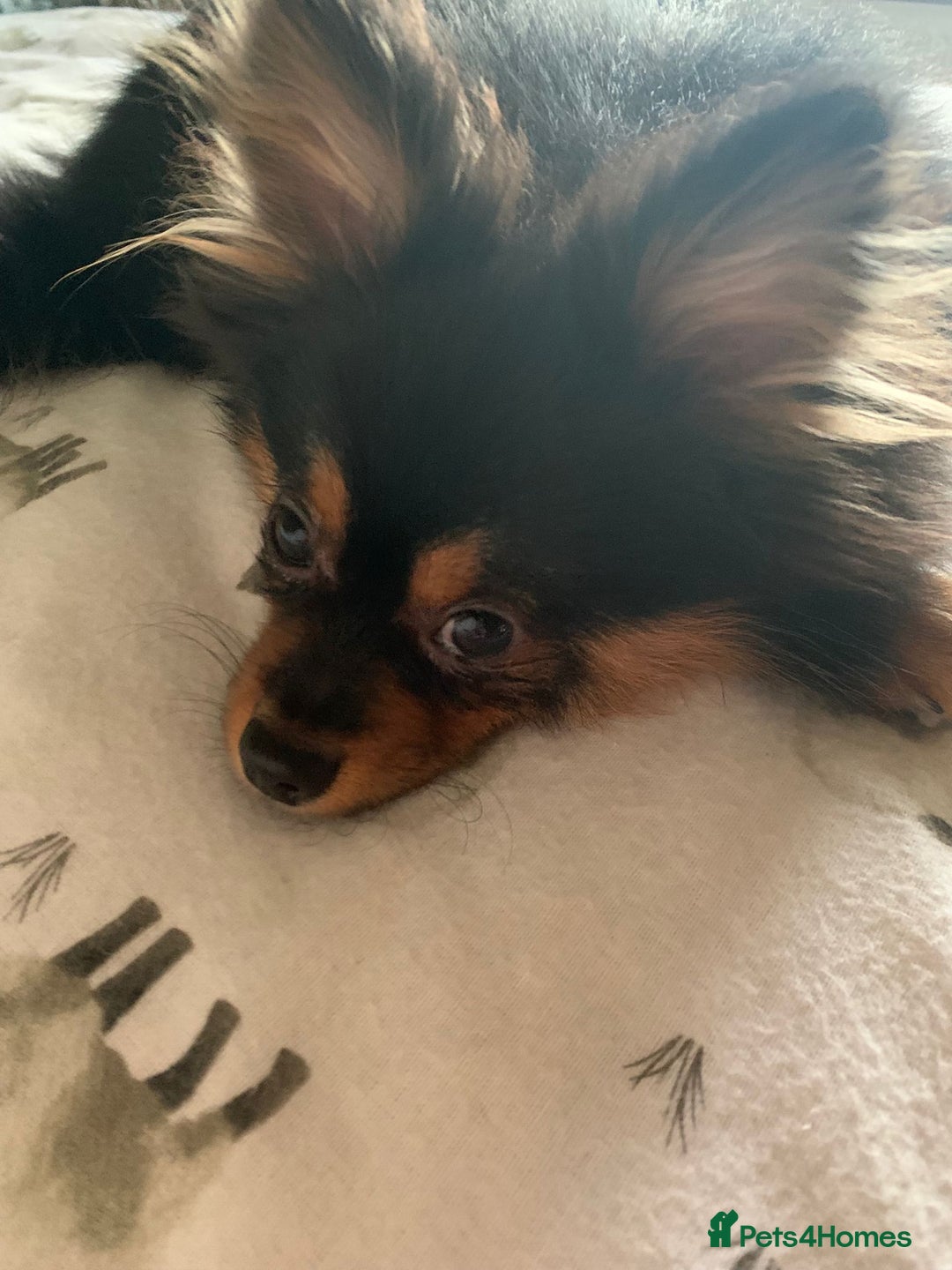 Pomeranian dogs for sale: Milo 6 Month old Pomeranian Teddy Bear puppy - Advert 3