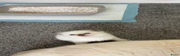 Ragdoll cats for sale: 5 Purebred Ragdoll Kittens in Keith - Advert 3