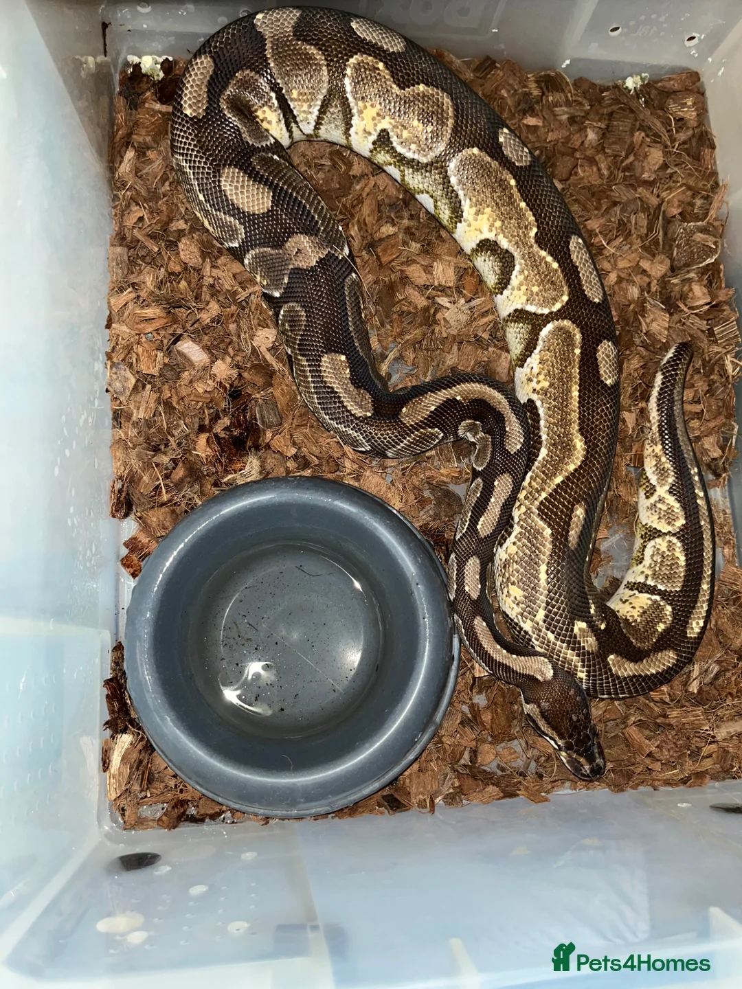 Python Snake reptiles for sale: 3 ball pythons need rehoming. FREE - Advert 1
