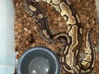 Python Snake reptiles 3 ball pythons need rehoming. FREE - Advert 6