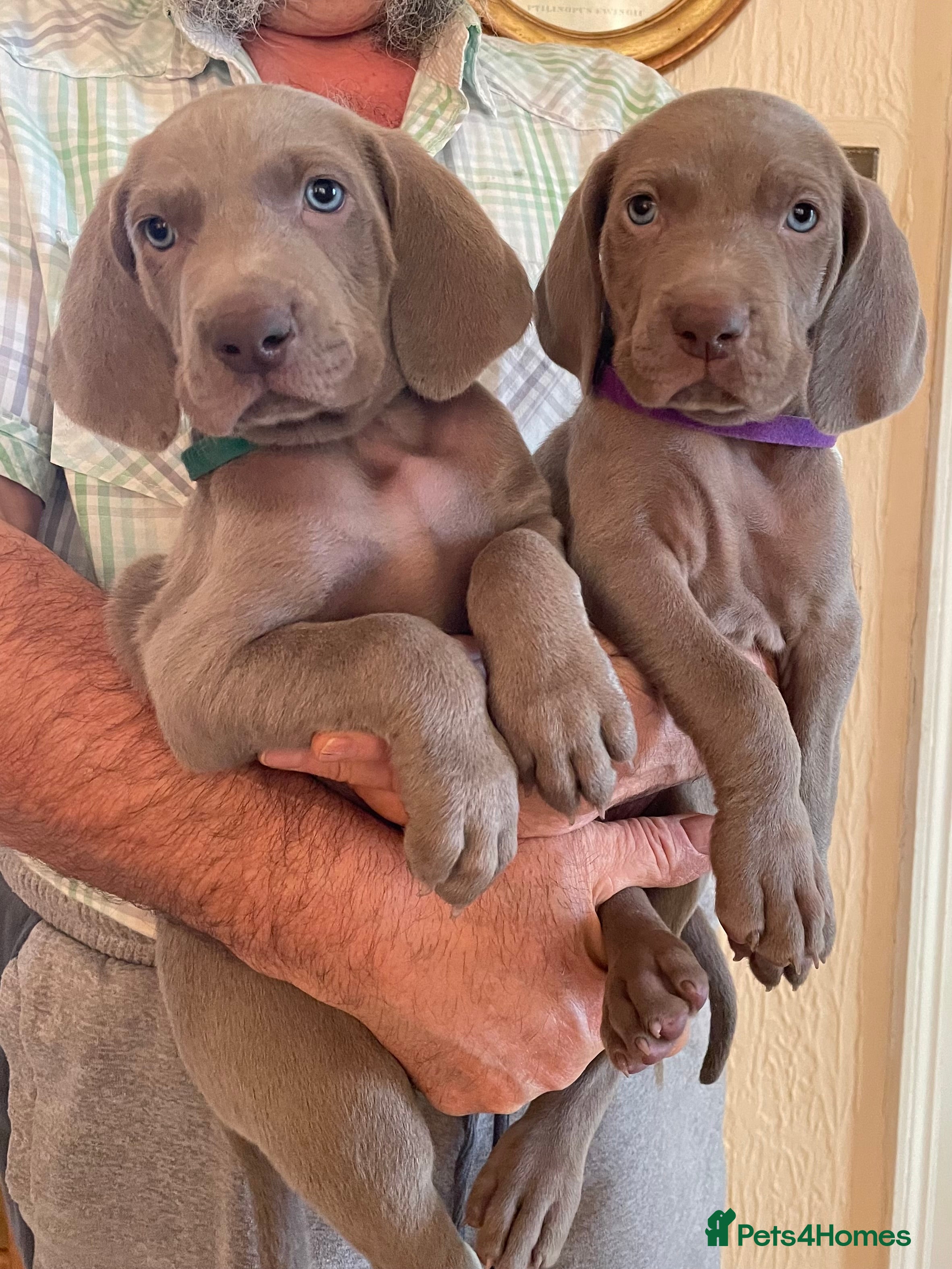 Weimaraner dogs Stunning litter of weimeraner Pups - Advert 1
