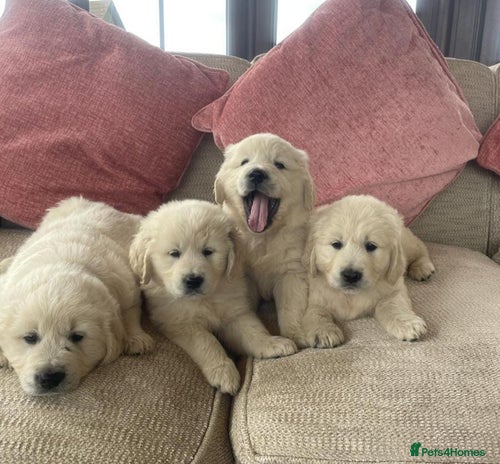 Golden Retriever dogs - Advert 8