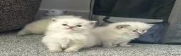 Ragdoll cats for sale: Lynx fluffballs❤️ - Advert 2