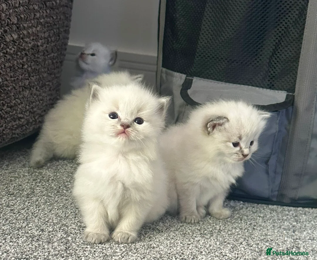 Ragdoll cats for sale: Lynx fluffballs❤️ - Advert 2