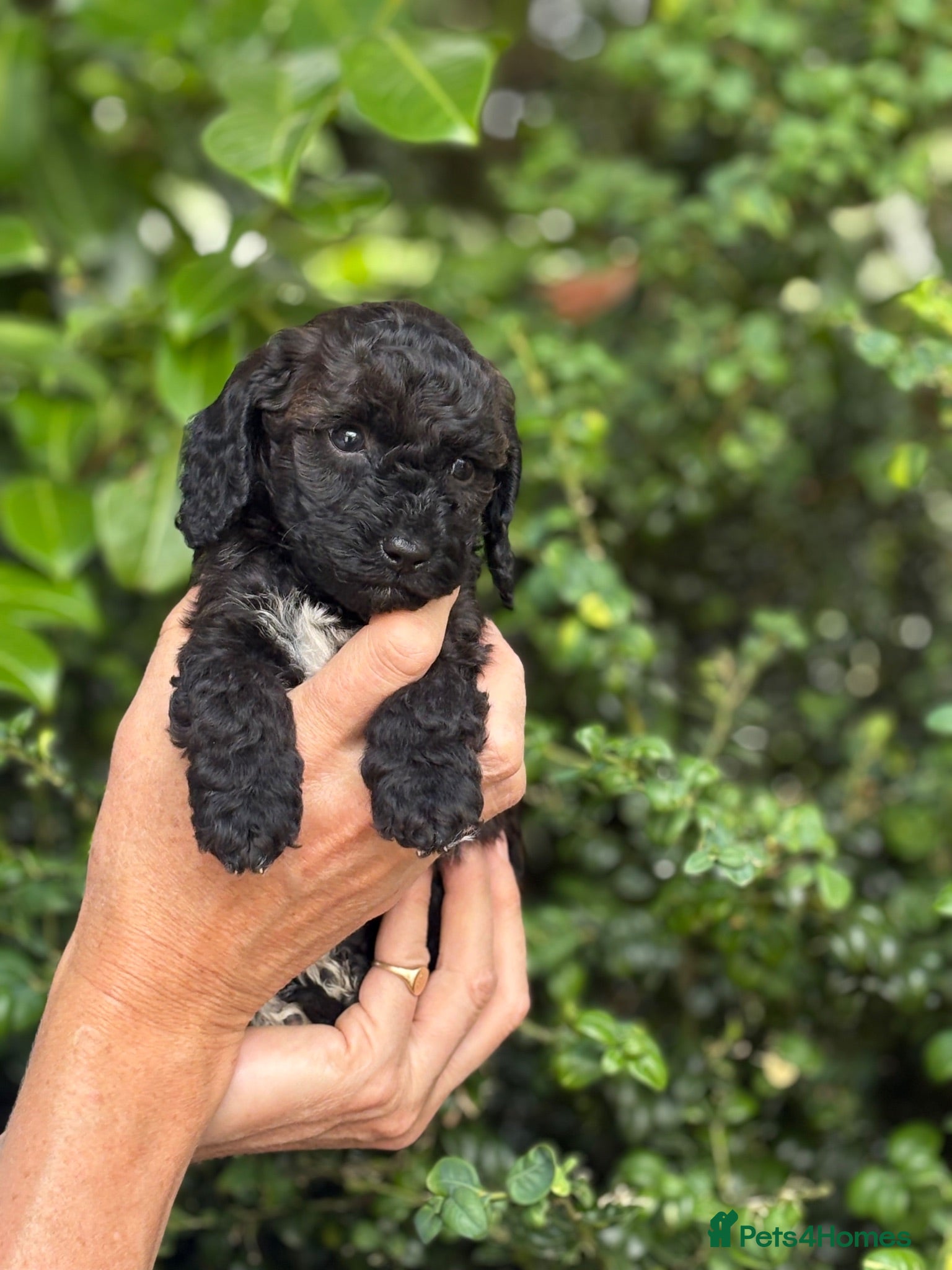 Cockapoo dogs Gorgeous cockerpoo puppies  - Advert 2