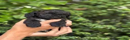 Cockapoo dogs for sale: Gorgeous cockerpoo puppies  in Matlock - Advert 2