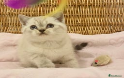 British Shorthair cats for sale: 🧸EXCEPTIONAL QUALITY PURE BREED BSH TEDDY BEARS🧸 - Advert 17