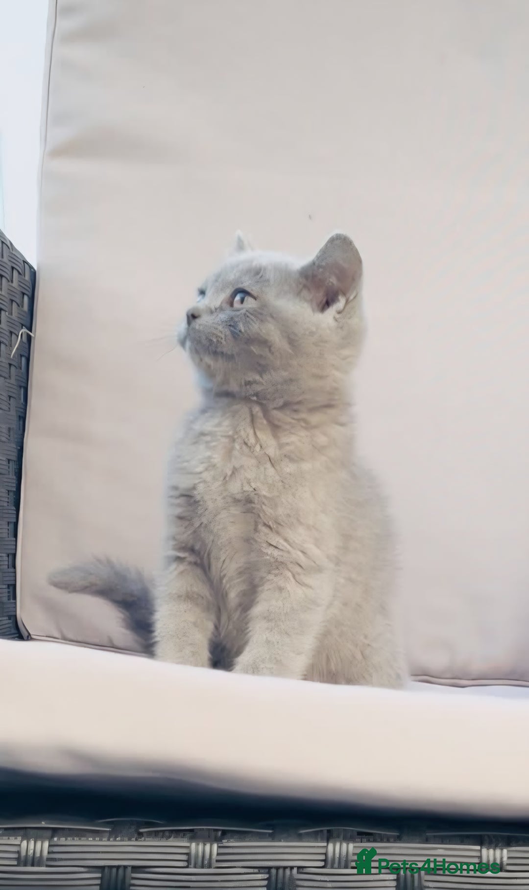 British Shorthair cats for sale: ☆READY NOW☆ {2 LOVELY BOYS} bsh kittens💙💙  - Image 13