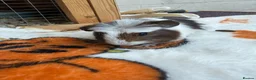Guinea Pig rodents for sale: Baby guinea pigs in Frome - Advert 5