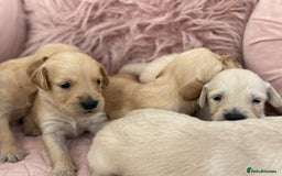 Golden Retriever dogs for sale: Beautiful GR Puppies – No Expense Spared! - Image 23
