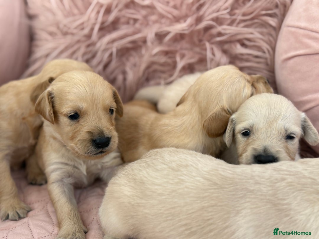 Golden Retriever dogs for sale: Beautiful GR Puppies – No Expense Spared! - Image 23
