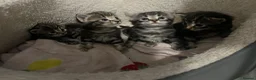 Bengal cats for sale: Tabby bengal X kittens  - Advert 5